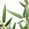 Εικόνα της Newplan Bamboo In Pot (L90*W30)  Np827_180_Uv  Υψος 180Cm