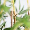 Εικόνα της Newplan Bamboo In Pot (L90*W30)  Np827_180_Uv  Υψος 180Cm