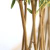 Εικόνα της Newplan Bamboo In Pot (L90*W30)  Np827_180_Uv  Υψος 180Cm