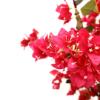 Εικόνα της Newplan Bougainvillea Np0421_210  Υψος 210Cm