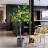 Εικόνα της Newplan Lemon Tree  Np_30_170  Υψος 170Cm