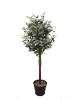 Εικόνα της  Olive Tree Np459_120 Υψος 120Cm Newplan
