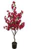 Εικόνα της Newplan Bougainvillea Np_70_120  Υψος 120Cm
