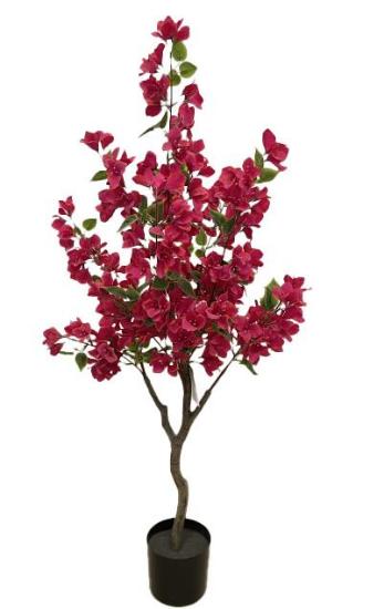 Εικόνα της Newplan Bougainvillea Np_70_120  Υψος 120Cm