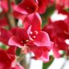 Εικόνα της Newplan Bougainvillea Np_70_120  Υψος 120Cm