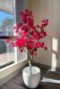 Εικόνα της Newplan Bougainvillea Np_70_120  Υψος 120Cm