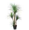 Εικόνα της Newplan Dracaena Np_28_155 Υψος 155Cm