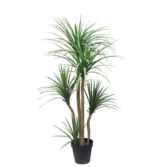 Εικόνα της Newplan Dracaena Np_28_155 Υψος 155Cm
