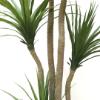 Εικόνα της Newplan Dracaena Np_28_155 Υψος 155Cm