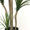 Εικόνα της Newplan Dracaena Np_28_155 Υψος 155Cm