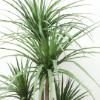 Εικόνα της Newplan Dracaena Np_28_155 Υψος 155Cm