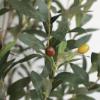 Εικόνα της  Olive Tree Np439_150 Υψος 150Cm Newplan