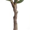 Εικόνα της  Olive Tree Np439_150 Υψος 150Cm Newplan