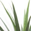 Εικόνα της Newplan Agave Tree Np802_160 Ύψος 160cm